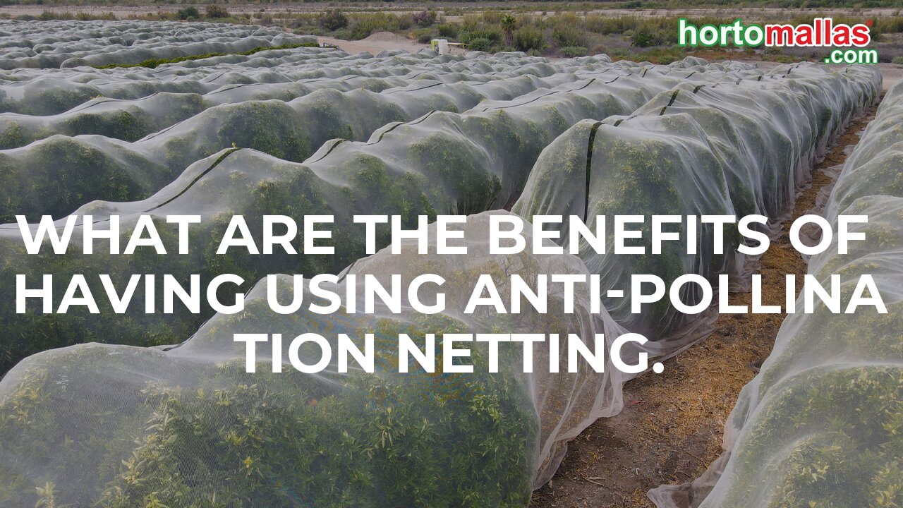 What are the benefits of having using anti-pollination netting.