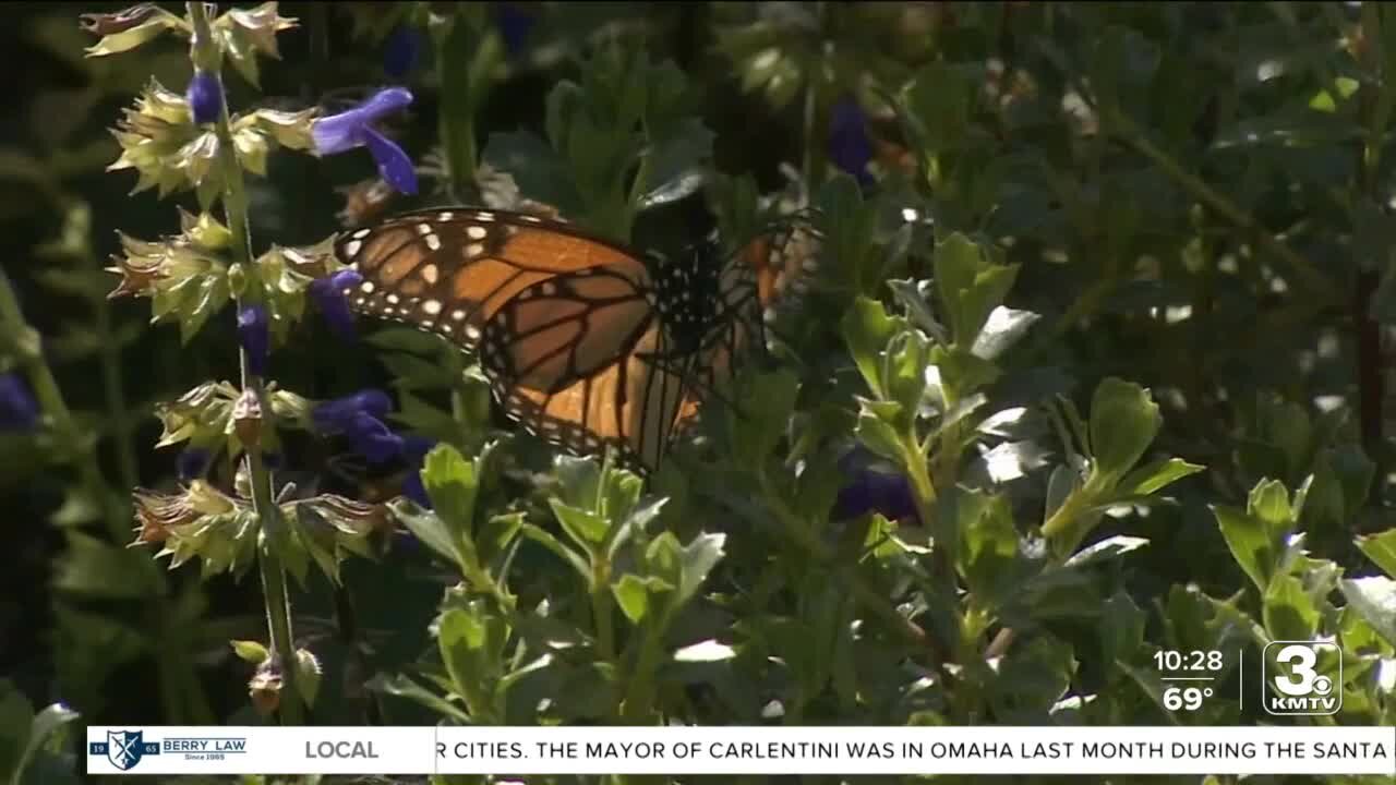 Conservation Nebraska calls on citizen scientists to help document Monarch population