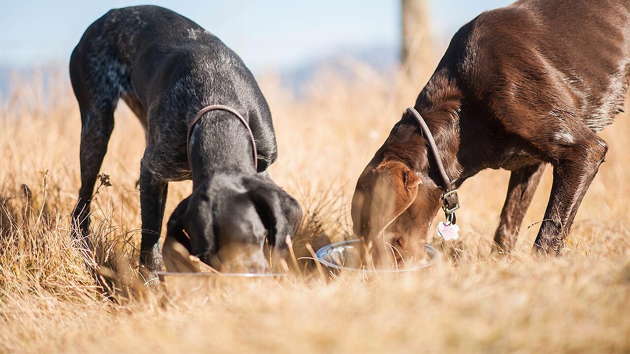 Little Known Facts About "Hunting With Dogs: The Pros and Cons".