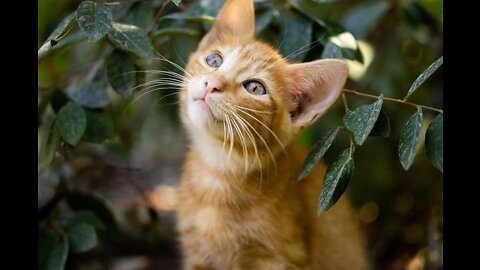 Funny cat