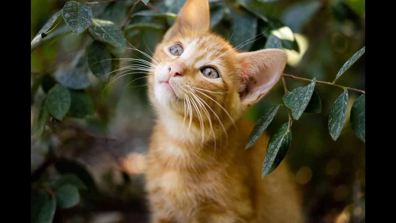 Funny cat