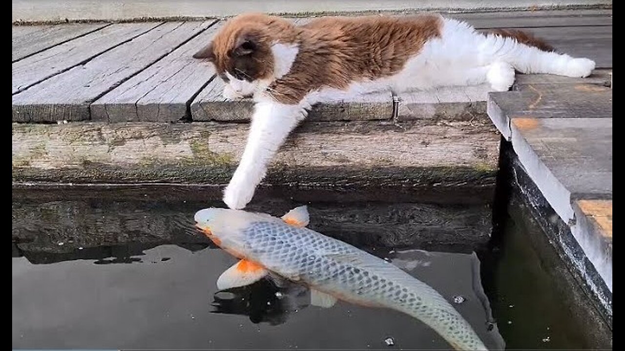 Cute Cat At The Koi Pond (Kissing and Touching Fishies).