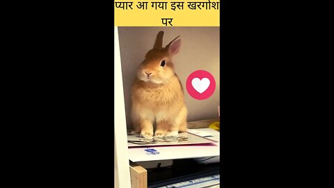 प्यार आ गया इस खरगोश पर♥️Love has fallen on this Rabbit🐰