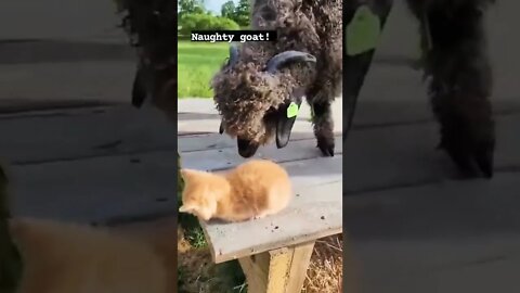 Goat And Cat Funny #reels #shorts #cat