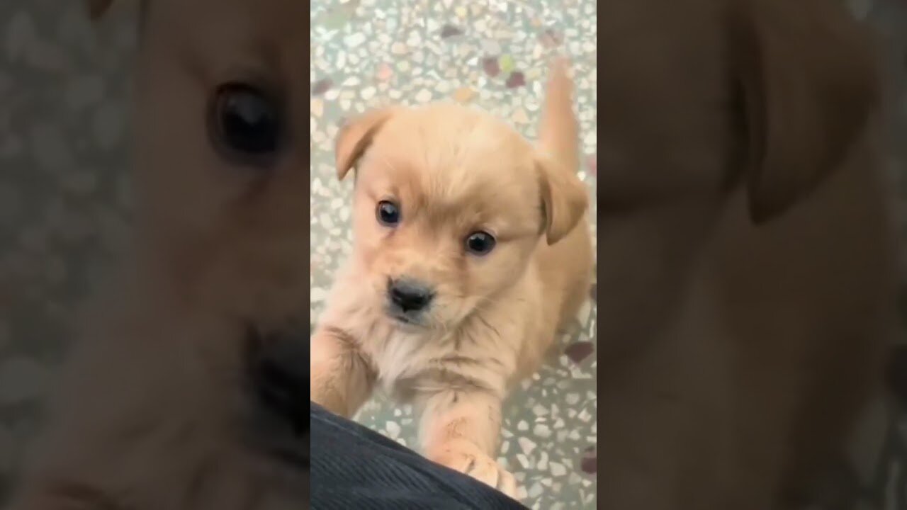 Baby dog#cute puppy barking