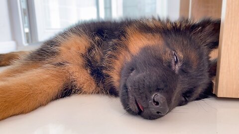 How Funny a German Shepherd Puppy Sleeps [Cuteness Overload]