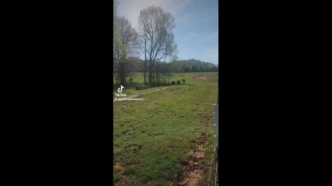 Happy cows and calves.