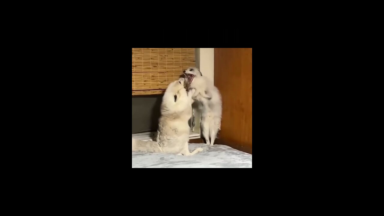 A funny moment of animal on day