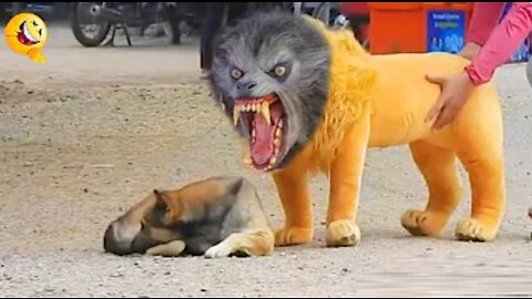 Troll Prank Dog Funny & fake Lion and Fake Tiger Prank To dog & Huge Box Prank to dog