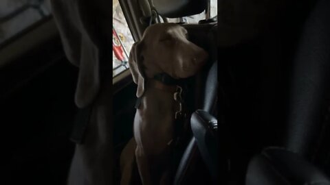 Drama 🐕💤😴😝😝 #Shorts