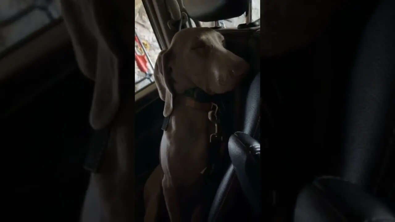 Drama 🐕💤😴😝😝 #Shorts