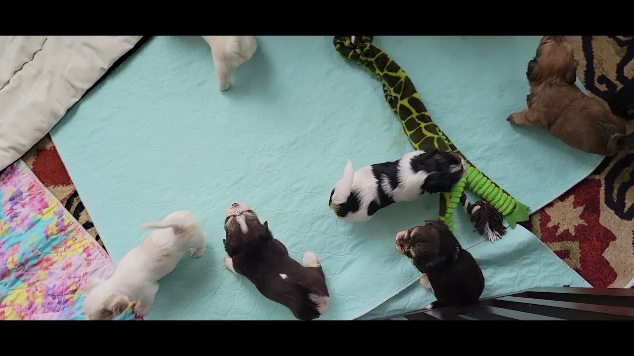 O Litter.. Getting Big!(3)