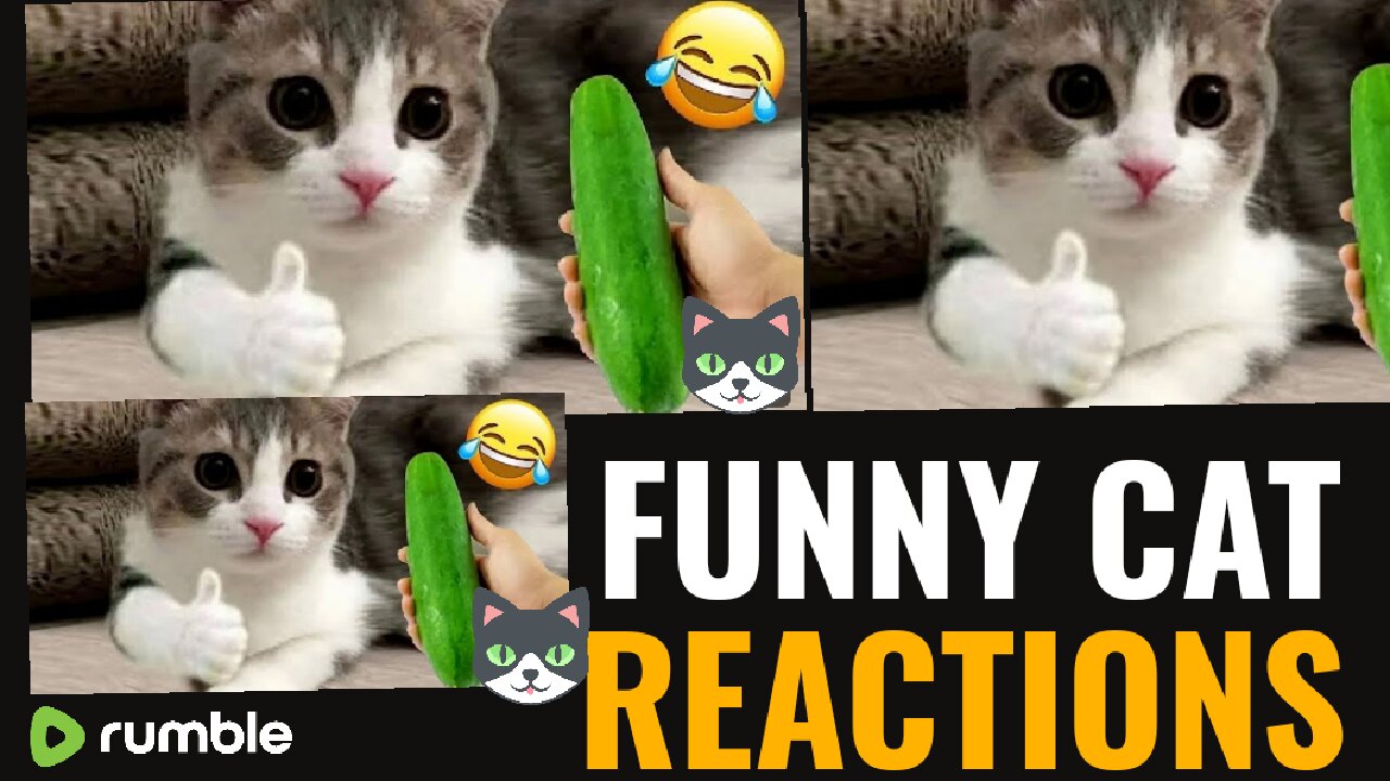 Try not to Laugh 😂| Funniest Cats Reactions 🤣 🐱2023