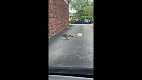 Goose blocking drive thru