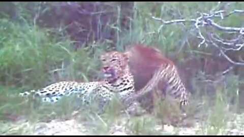 WILDlife: Pairing Leopards in the Twilight