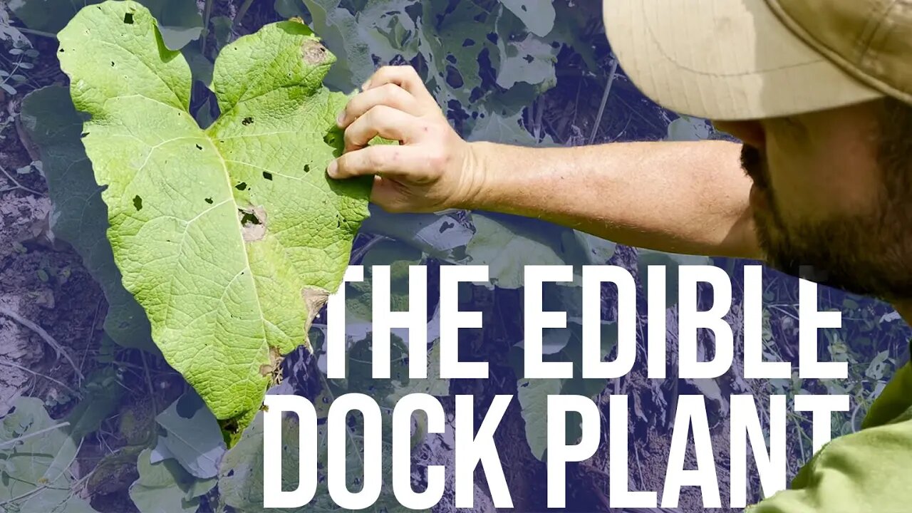 The Edible Dock Plant | ON Three