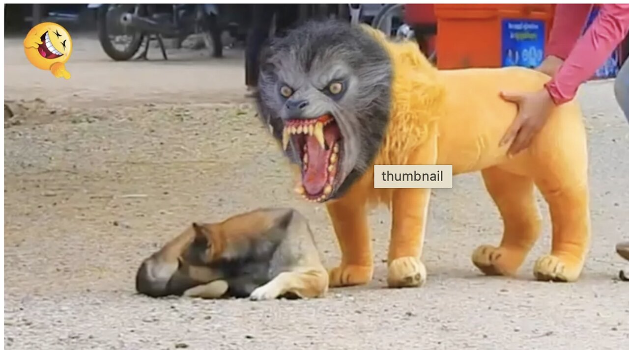 Funny Dog Prank!