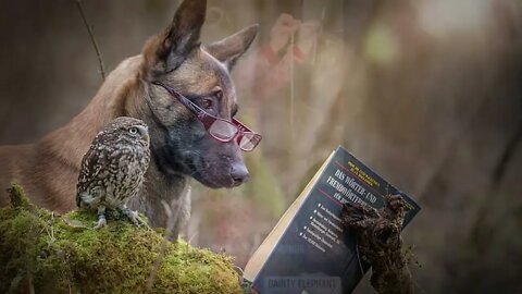 🐕 Malinois Compilation of videos of Belgian shepherd 2022