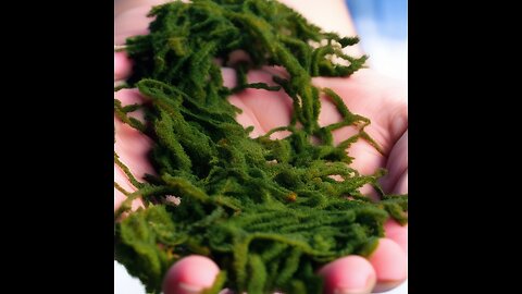 How to lose weight FAST with seaweed