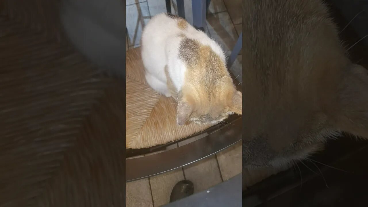 Kitten staring at me 🥰