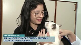 Baixa temperatura: Animais de estimação também precisam de cuidados redobrados