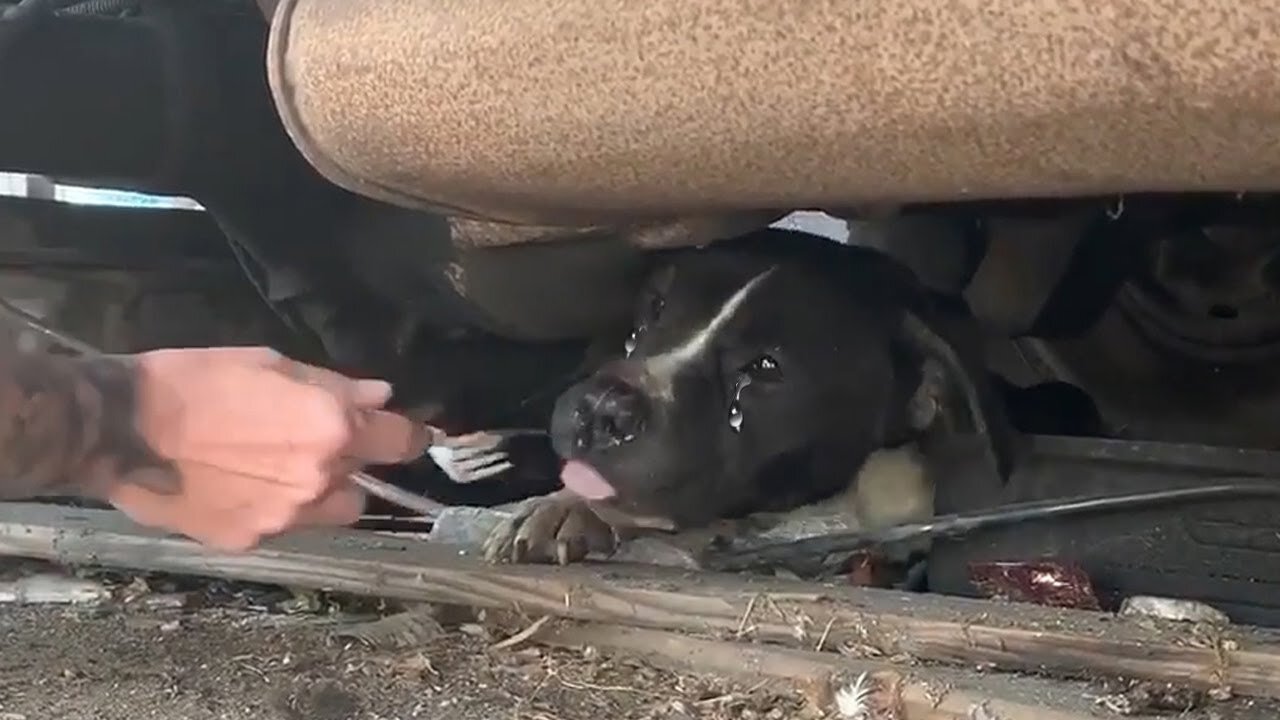 Animal Rescue: A Wonderful Woman Persuaded A Sad Pregnant Dog To Get Out from Under A Truck