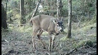 Licking Branch, April