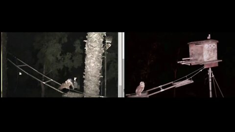 When darkness fell the owlets darted out flying as fast as they could. One changed cam view. 5-10-20