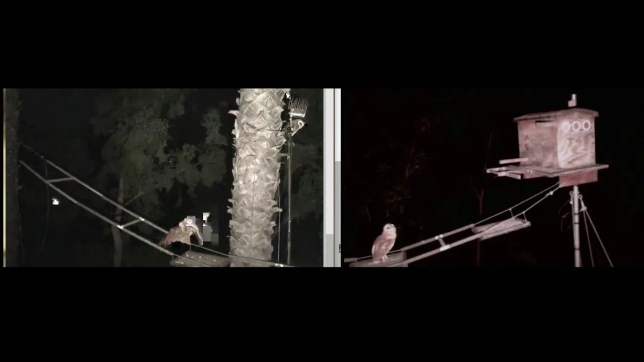 When darkness fell the owlets darted out flying as fast as they could. One changed cam view. 5-10-20