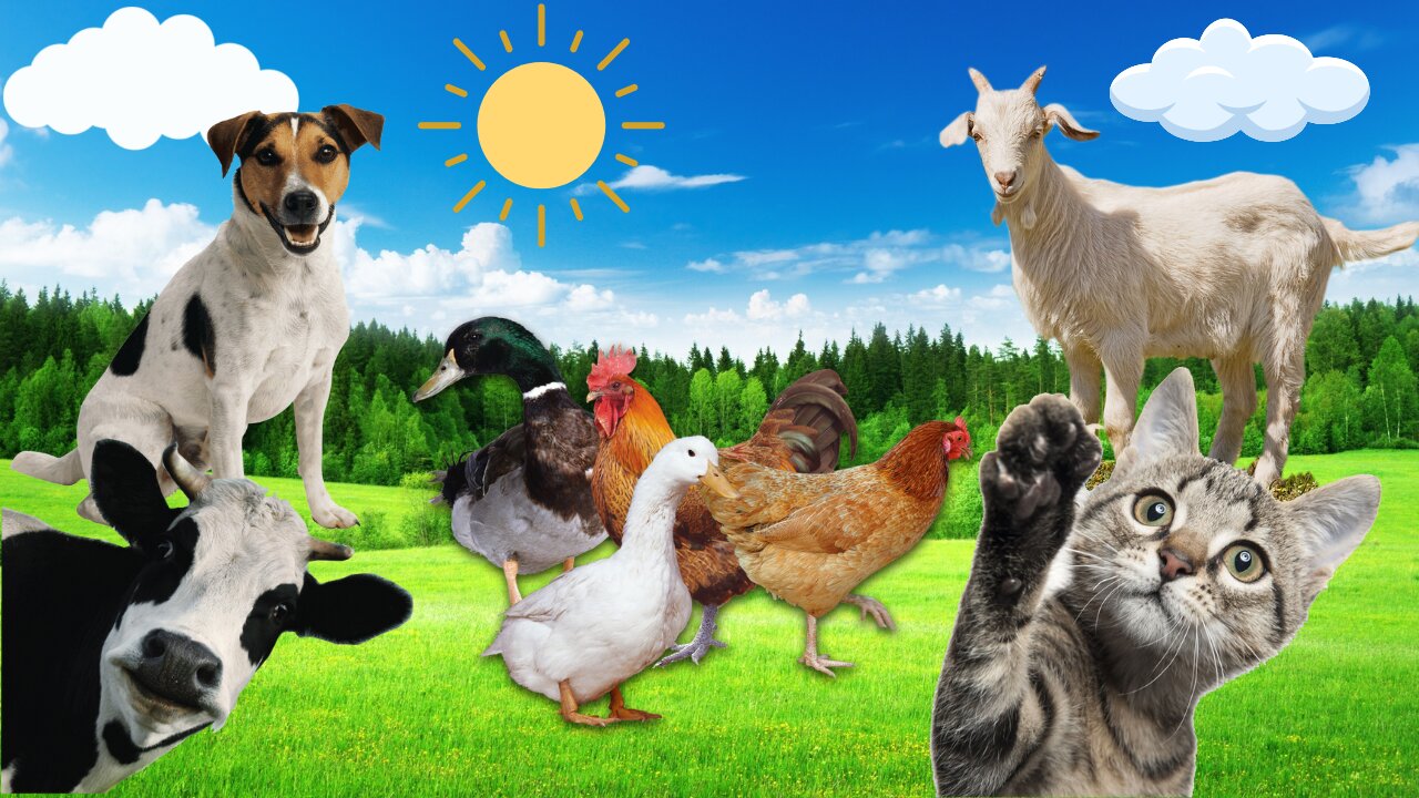 HUMAN FRIENDS! Cat! Dog! Chicken! Duck! Cow! Goat! Animal Video Sounds!