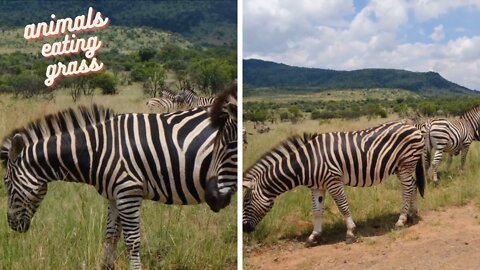 A bunch of zebras eating grass together