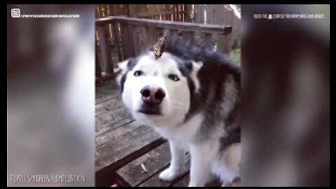 Very cute DOGS funny time | Dogs Lover | short video tiktok