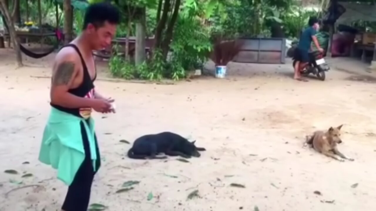 funny dog prank!