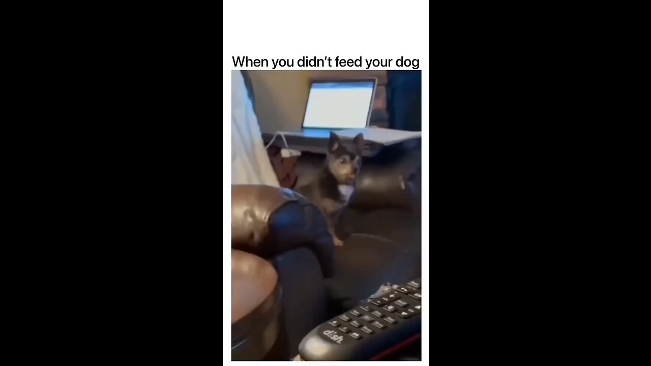 When you didn’t feed your dog