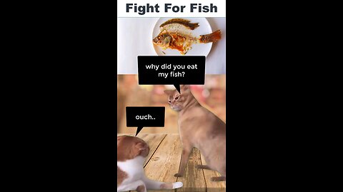 cats fighting for fish