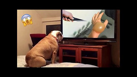 The Funniest Dog Reactions Ever | Funny Pets Videos Compilation