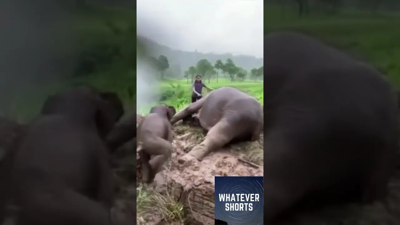 🐘Heroic group of people in Thailand rescue an elephant and her calf #animals #heroic #thailand