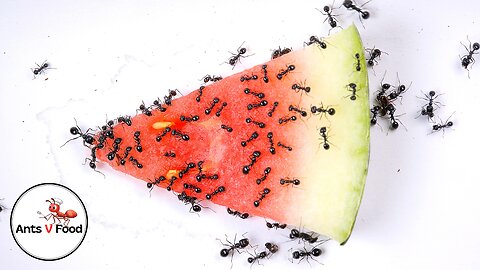 Ant Colony vs Watermelon Time Lapse 4k