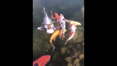 Frog Hitching a Ride
