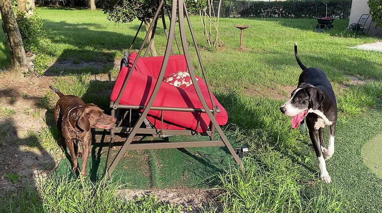 Pointer Dog Points Out Exactly Where Lizard Is Hiding