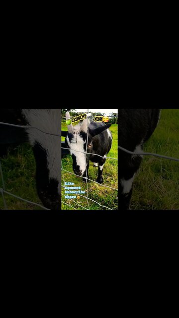 🍏Crunchy🐏 #goat #goats #apple #apples #wildlife #wildlifeanimals #farm #farmanimals #nature #yummy