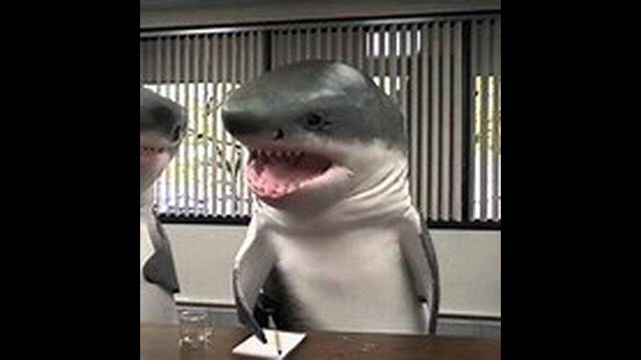 This videos can make release your stress - Animals Funniest Videos #16