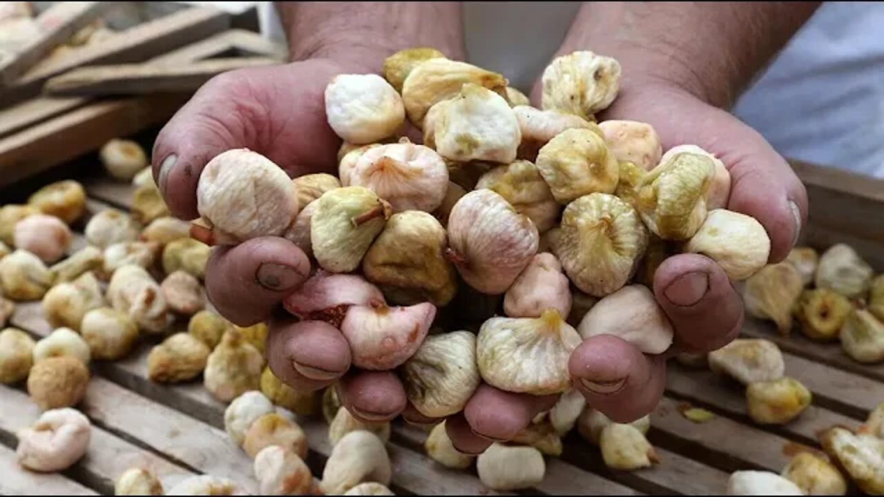 Sušenje smokava na tradicionalan način u Grebaštici