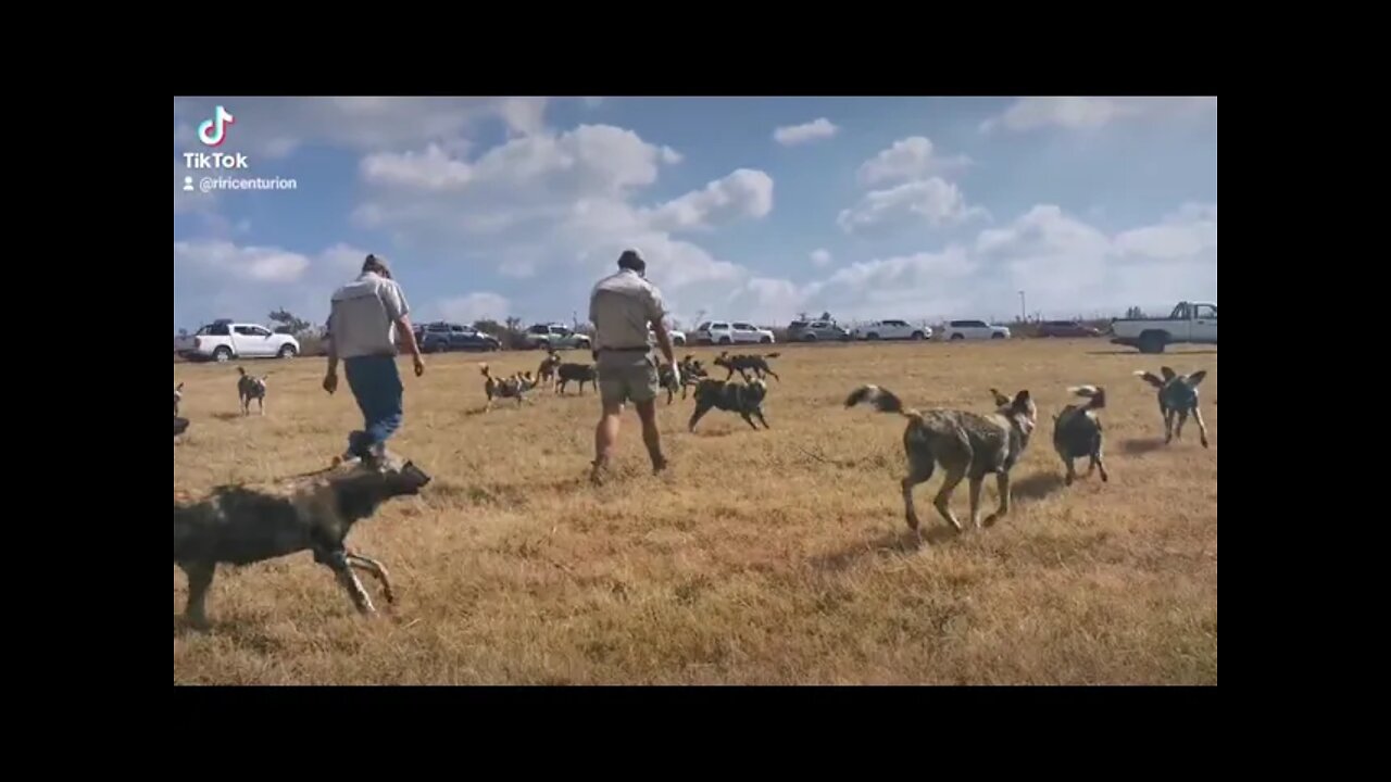 AFRICAN WILD DOGS ZA BOTHONGO RHINO AND LION PARK ZA SOUTH AFRICA...#SHORTVIDEOS