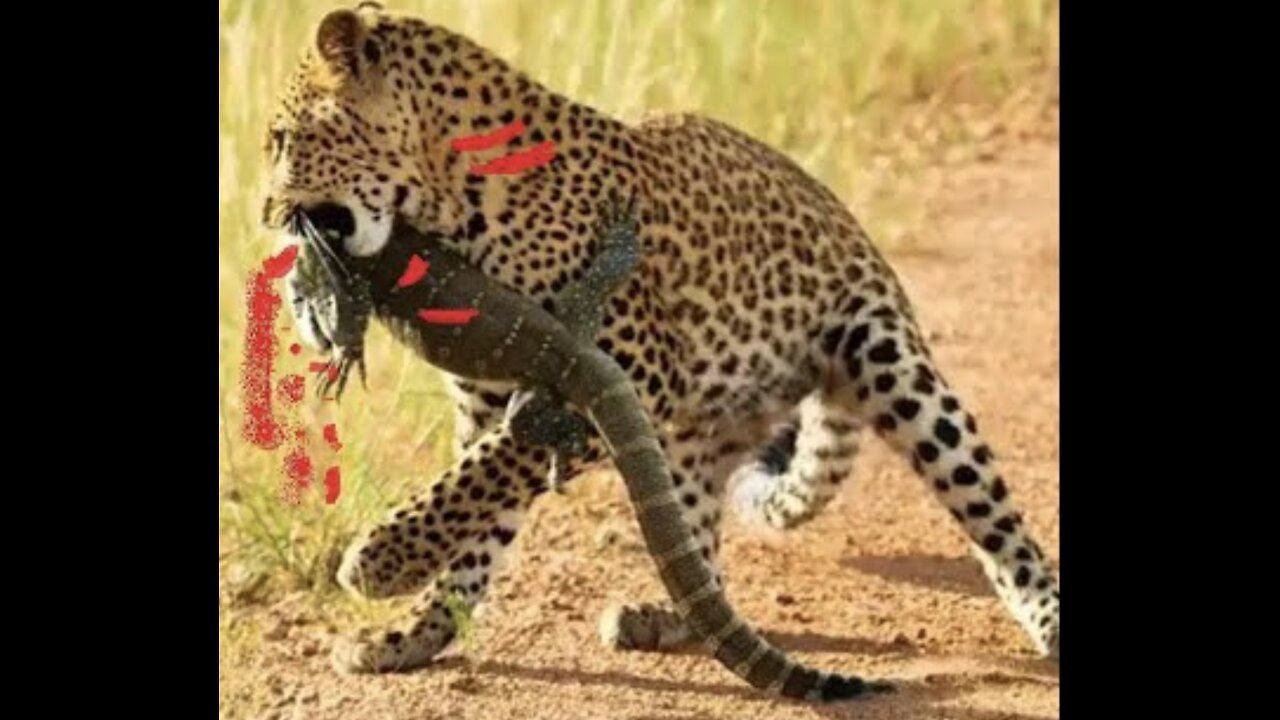 Leopard vs Monitor Lizard Real Fight | Hungry Leopard Hunt Lizard But Fail | Most Amazing Attack