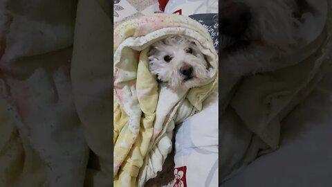 Cachorrinho fofo