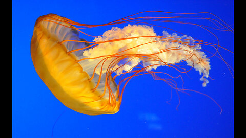 Debating (Colchester) Jehovah's Witness 2,798: The best JW Jellyfish Theology (1 of 2)