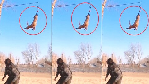 Dog jumping try to catch ball in air