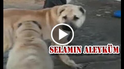 Giant Anatolian Shepherd Dogs +90