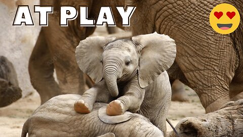 Baby elephants play...#elephant #cute